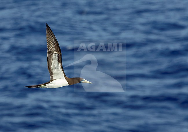 Indo-Pacific Brown Booby (Sula leucogaster plotus) at sea in the Pacific Ocean, around the Solomon Islands. stock-image by Agami/Marc Guyt,