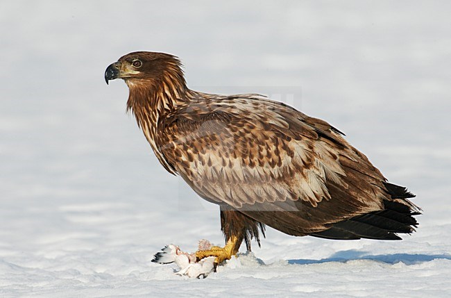 Zeearend onvolwassen zittend in sneeuw met prooi; White-tailed Eagle immature perched in snow with prey stock-image by Agami/Markus Varesvuo,