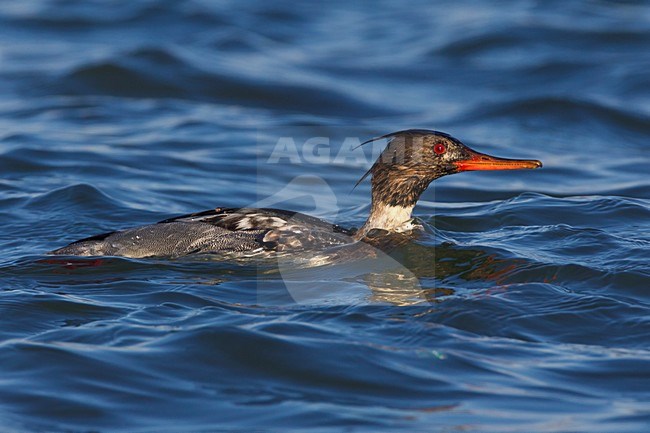 Mannetje Middelste Zaagbek, Male Red-breasted Merganser stock-image by Agami/Daniele Occhiato,