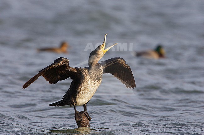 Aalscholver, Great Cormorant, Phalacrocorax carbo stock-image by Agami/Arie Ouwerkerk,