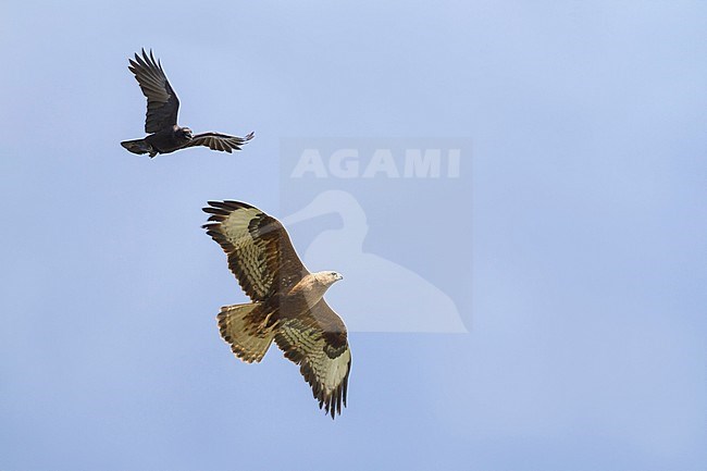 Long-legged Buzzard - Adlerbussard - Buteo rufinus ssp. rufinus, Kazakhstan, adult stock-image by Agami/Ralph Martin,