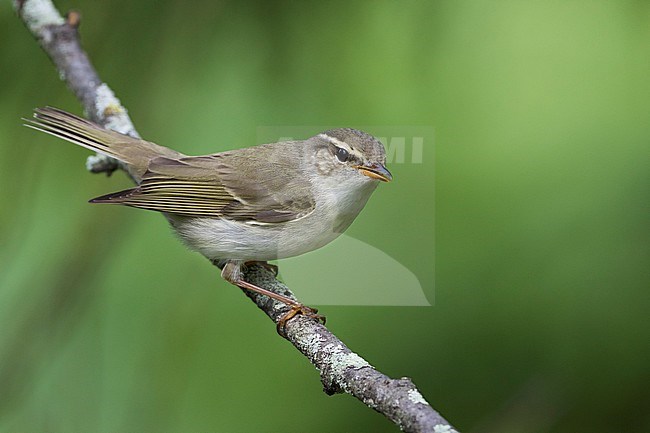 Arctic Warbler, Noordse Boszanger stock-image by Agami/Ralph Martin,