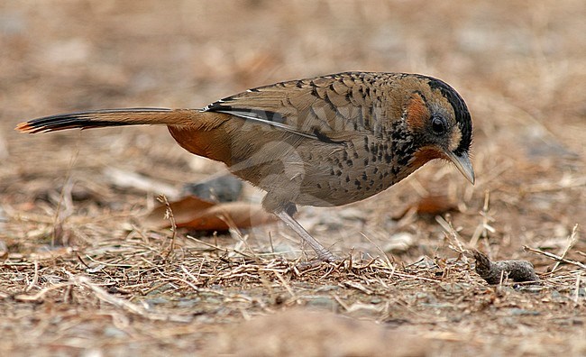 Rufous-chinned Laughingthrush (Ianthocincla rufogularis) foraging on the ground. stock-image by Agami/Marc Guyt,