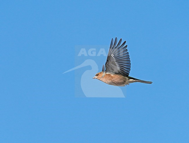 Male Common Chaffinch (Fringilla coelebs) flying, migrating in blue sky, showing underside stock-image by Agami/Ran Schols,