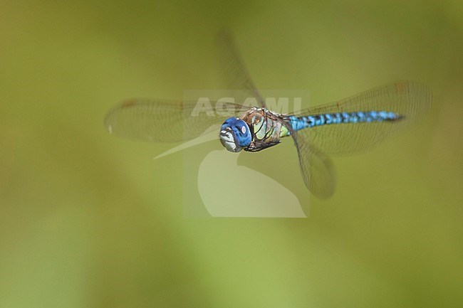 Adult male Southern Migrant Hawker (Aeshna affinis) in flight at the Gendse Polder, the Netherlands. stock-image by Agami/Fazal Sardar,