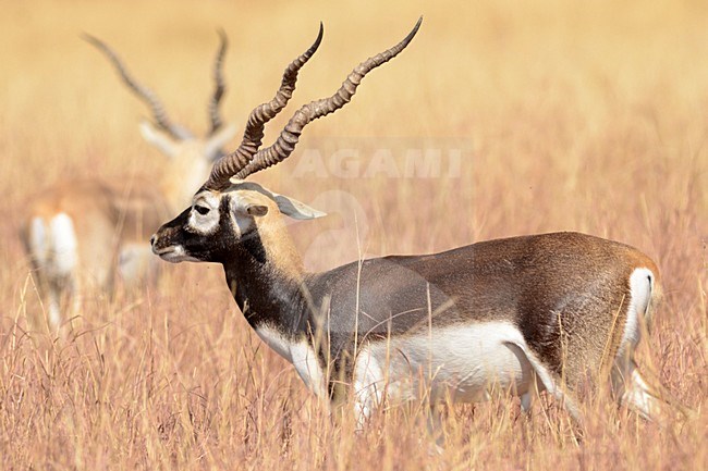 Indische Antilope, Blackbuck, Antilope cervicapra stock-image by Agami/Laurens Steijn,