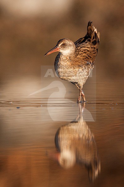 Western Water Rail - Wasserralle - Rallus aquaticus ssp. aquaticus, Greece, juvenile stock-image by Agami/Ralph Martin,