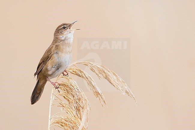 Savis Warbler (Locustella luscinoides) , Romania stock-image by Agami/Ralph Martin,