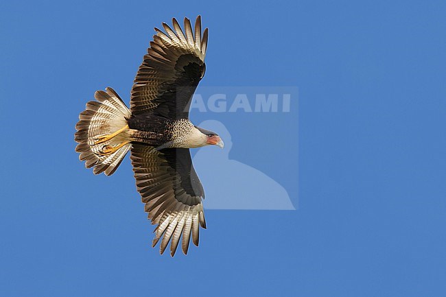 Adult
Hidalgo Co., TX
February 2014 stock-image by Agami/Brian E Small,