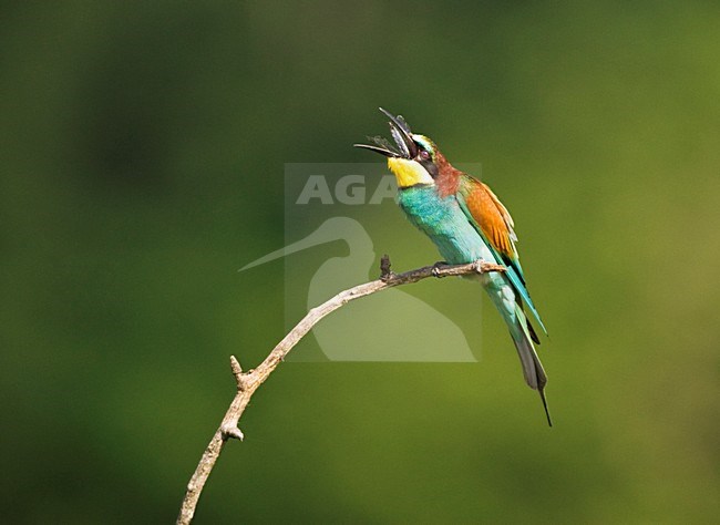 Bijeneter; European Bee-eater stock-image by Agami/Marc Guyt,