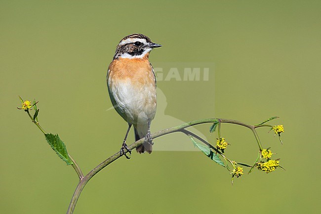 Whinchat (Saxicola rubetra), front view of an adult male perched on a plant, Campania, Italy stock-image by Agami/Saverio Gatto,