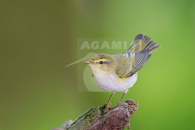 Wood Warbler - Waldlaubsänger - Phylloscopus sibilatrix, Germany stock-image by Agami/Ralph Martin,