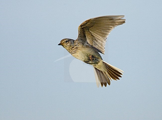 Eurasian Skylark flying; Veldleeuwerik vliegend stock-image by Agami/Marc Guyt,