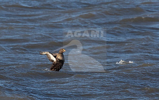 Adult male King Eider (Somateria spectabilis) in eclipse plumage in Chukchi Sea near Utgiagvik in Alaska, United States. Swimming of the coast, wing flapping. stock-image by Agami/Edwin Winkel,