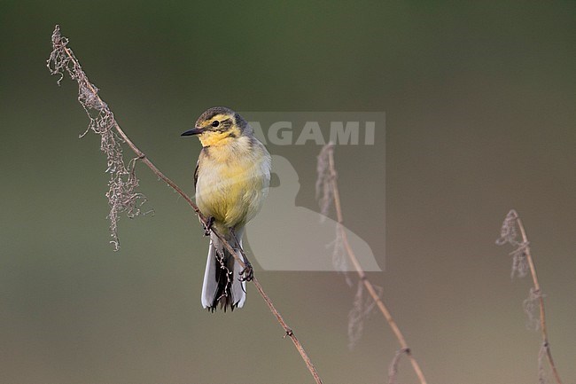 Citrine Wagtail - Zitronenstelze - Motacilla citreola ssp. citreola, Russia stock-image by Agami/Ralph Martin,