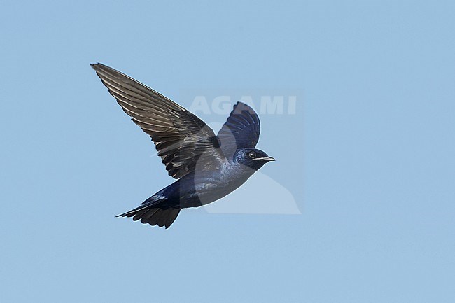 Adult male Purple Martin (Progne subis) in flight at Brazoria County, Texas, USA. stock-image by Agami/Brian E Small,