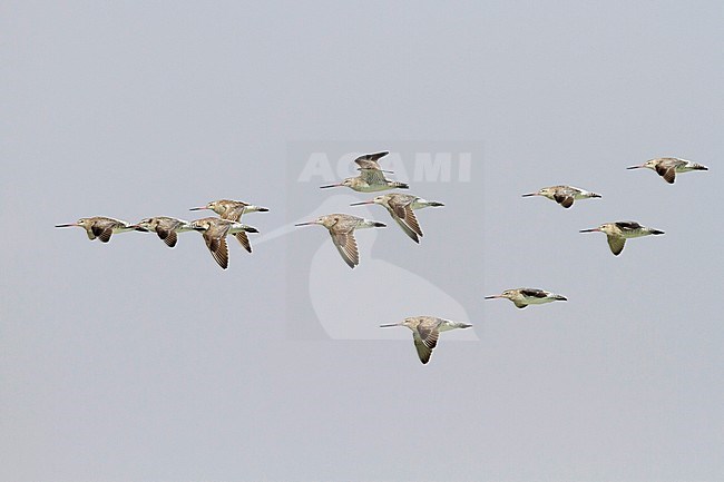 Bar-tailed Godwit - Pfuhlschnepfe - Limosa lapponica ssp. taymyrensis, Oman, adult, nonbreeding stock-image by Agami/Ralph Martin,
