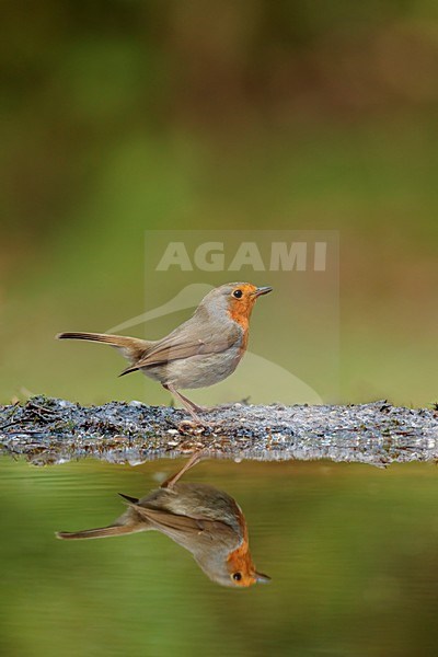 roodborst bij vijver met reflectie ; robin sitting by pond with reflection stock-image by Agami/Walter Soestbergen,