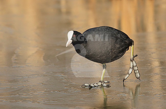 Eurasian Coot walking on ice. stock-image by Agami/Walter Soestbergen,