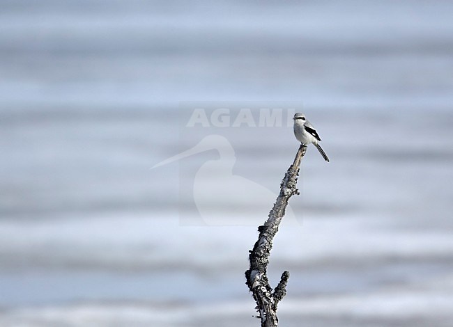 Great Grey Shrike adult perched; Klapekster volwassen zittend stock-image by Agami/Markus Varesvuo,