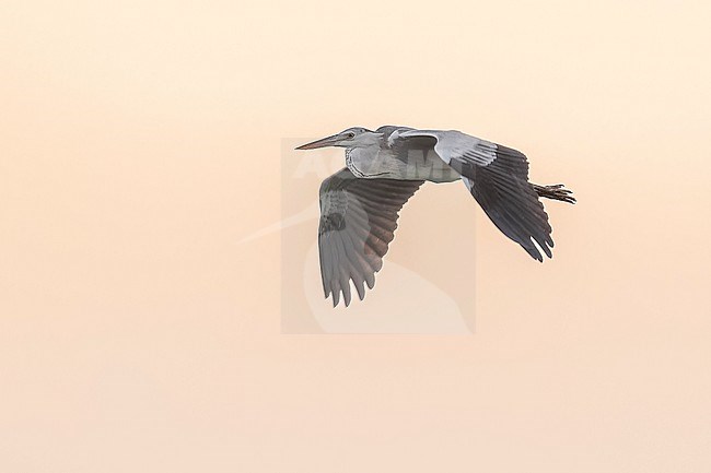 Immature Mauritanian Heron (Ardea monicae) flying at sunset over the shore of Lamhiriz harbour, Western Sahara, Morocco. stock-image by Agami/Vincent Legrand,