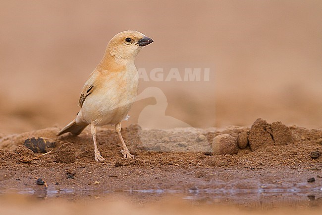 Desert Sparrow - WÃ¼stensperling - Passer simplex ssp. saharae, summer plumage female, Morocco stock-image by Agami/Ralph Martin,