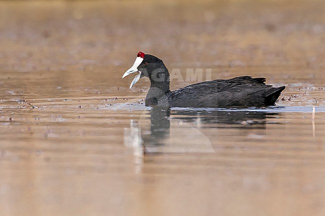 Crested Coot swiming in Dayat Aoua Lake, Immousert, Morocco. May 2012. stock-image by Agami/Vincent Legrand,