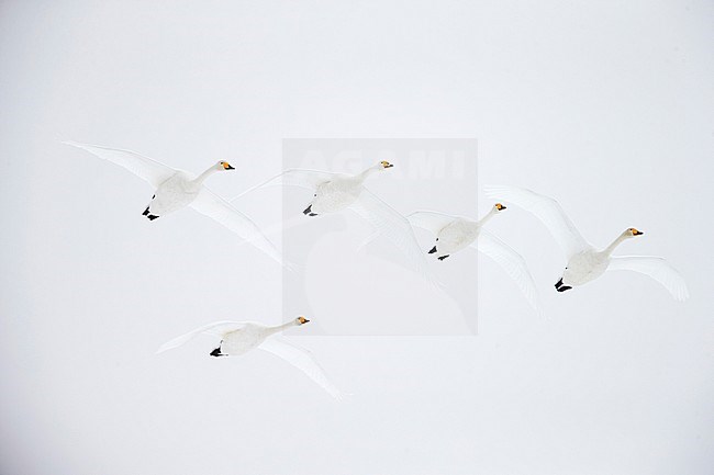 Whooper Swans (Cygnus cygnus) wintering on Hokkaido in northern Japan. stock-image by Agami/Markus Varesvuo,