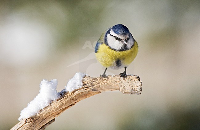Blue Tit perched on branch; Pimpelmees zittend op tak stock-image by Agami/Roy de Haas,