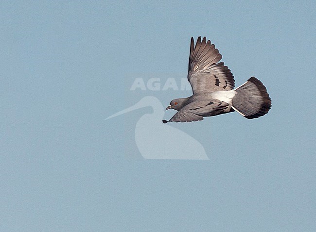 Wild Rock Pigeon (Columba livia) at drinking pool near Belchite in central Spain. Flying past, showing upper parts and rump. stock-image by Agami/Marc Guyt,