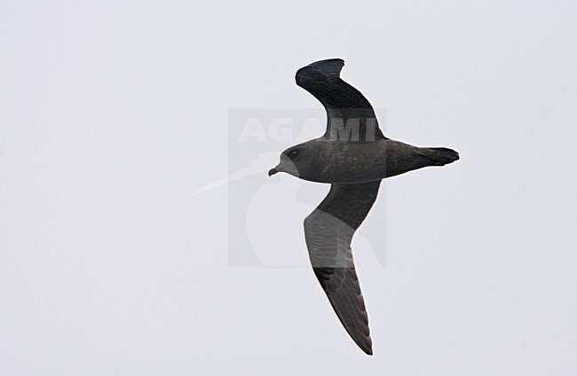 Kerguelenstormvogel vliegend; Kerguelen Petrel flying; stock-image by Agami/Marc Guyt,