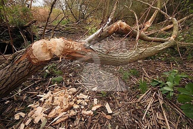 Bever sporen; Beaver tracks stock-image by Agami/Menno van Duijn,