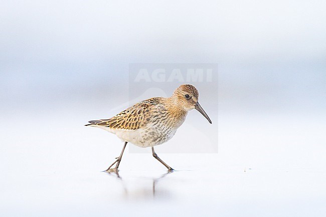 Bonte Strandloper, Dunlin, Calidris alpina juvenile foraging on beach stock-image by Agami/Menno van Duijn,