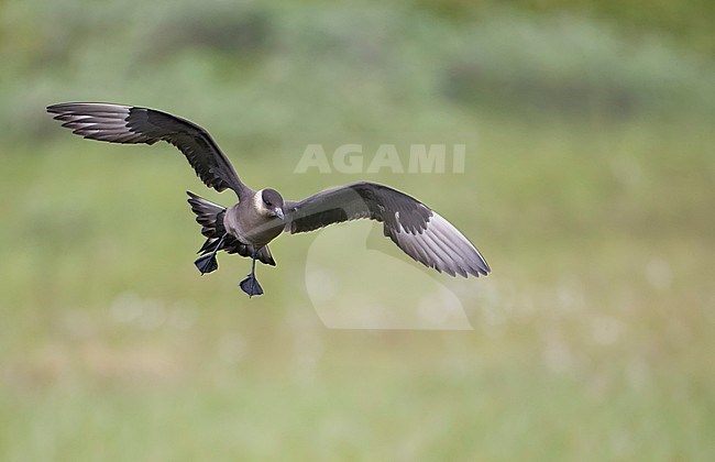 Arctic Skua (Stercorarius parasiticus) Norway July 2005 stock-image by Agami/Markus Varesvuo,