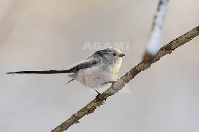 Northern Long-tailed Tit ( Aegithalos caudatus caudatus) perched on a branch at Gentofte, Denmark stock-image by Agami/Helge Sorensen,