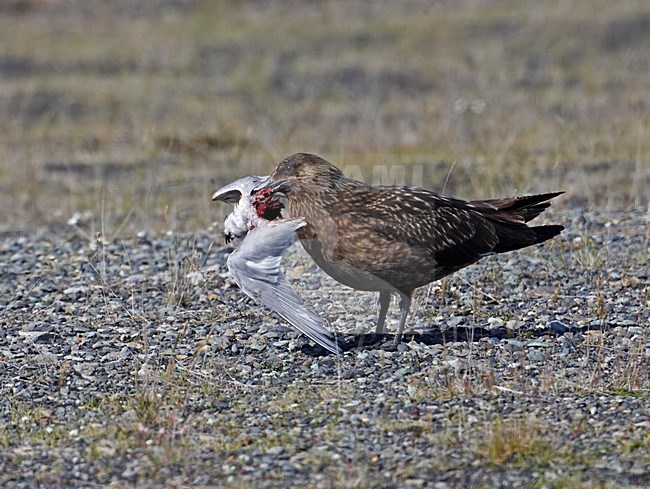 Grote Jager met prooi; Great Skua with prey stock-image by Agami/Markus Varesvuo,