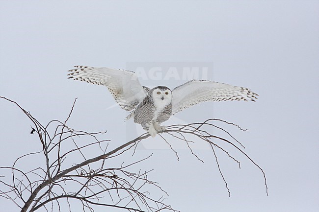 Sneeuwuil landend in boom; Snowy Owl landing in tree stock-image by Agami/Chris van Rijswijk,