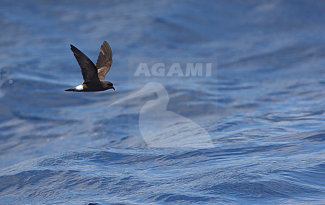 Moulting Grant's Storm Petrel (Hydrobates castro), also known as Band-rumped Storm-Petrel (Oceanodroma castro), flying off Banco de la Concepcion, Lanzarote, Canary Islands in Spain in spring. stock-image by Agami/Dani Lopez-Velasco,