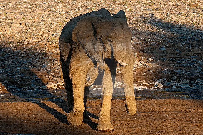 An elephant walks in a sunlit dry river bed. Skeleton Coast, Kunene, Namibia. stock-image by Agami/Sergio Pitamitz,