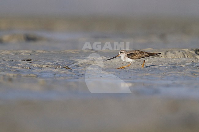 Terek Sandpiper - Terekwasserläufer - Xenus cinereus, Oman, nonbreeding stock-image by Agami/Ralph Martin,