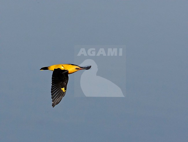 Golden Oriole male flying; Wielewaal man vliegend stock-image by Agami/Markus Varesvuo,