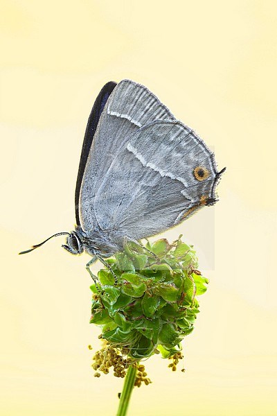 Female Purple Hairstreak stock-image by Agami/Wil Leurs,