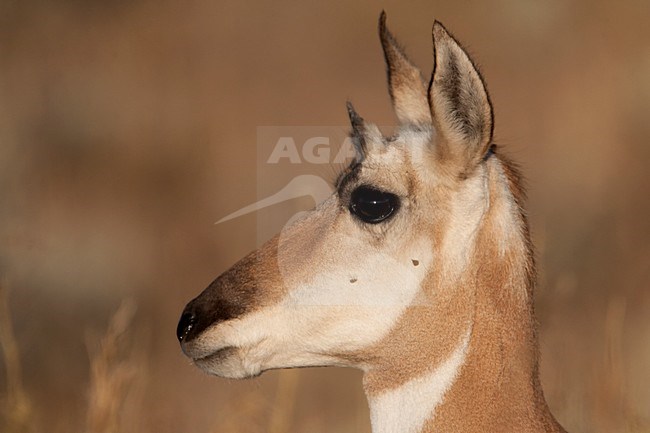 Portret van een Gaffelbok, Portrait of a Pronghorn Antelope stock-image by Agami/Martijn Verdoes,