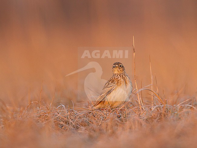 Eurasian Skylark - Feldlerche - Alauda arvensis arvensis, Germany stock-image by Agami/Ralph Martin,