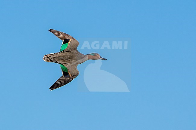 Adult male
Riverside Co., CA
January 2022 stock-image by Agami/Brian E Small,