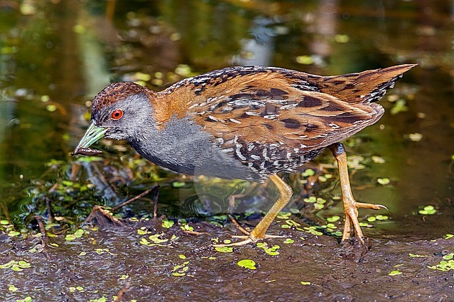 Male Baillon's Crake on a swamp, in Nederlanden. stock-image by Agami/Vincent Legrand,