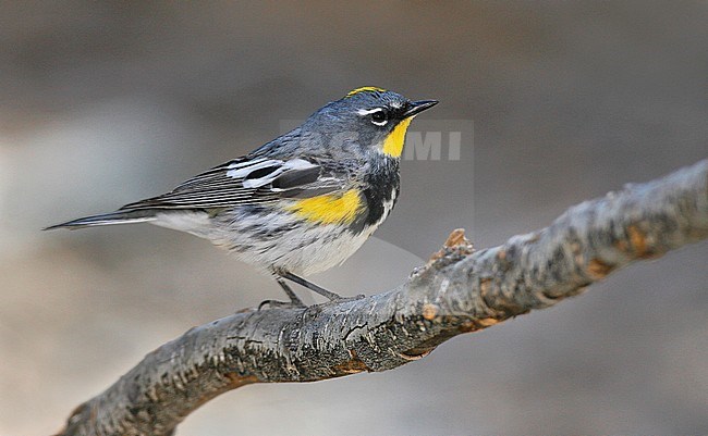 Adult male breeding
Riverside Co., CA
April 2006 stock-image by Agami/Brian E Small,