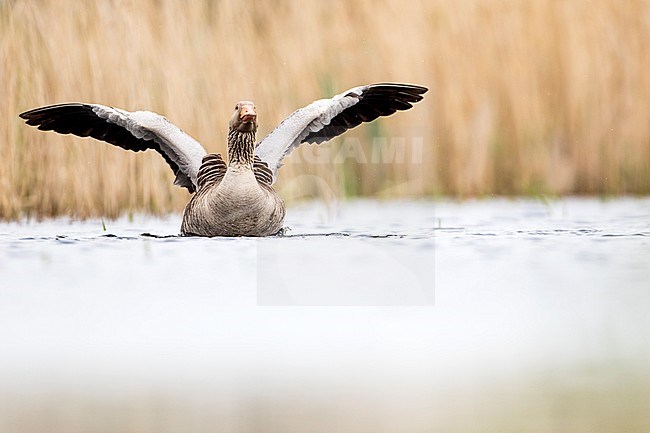 Grauwe Gans, Greylag Goose, Anser anser stock-image by Agami/Wil Leurs,