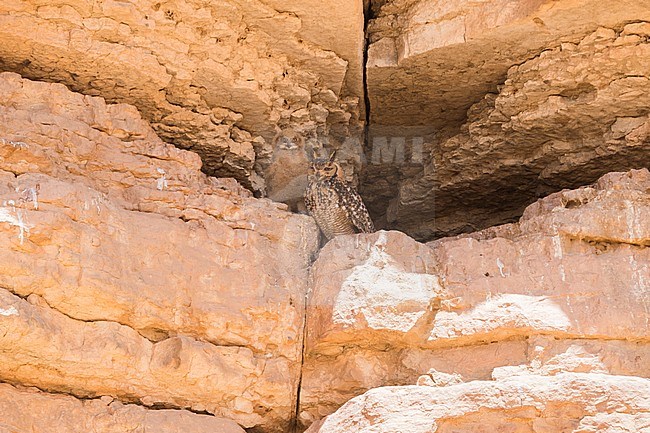 Pharaoh Eagle-Owl (Bubo ascalaphus), adult female at nest with its chick in Morocco stock-image by Agami/Saverio Gatto,