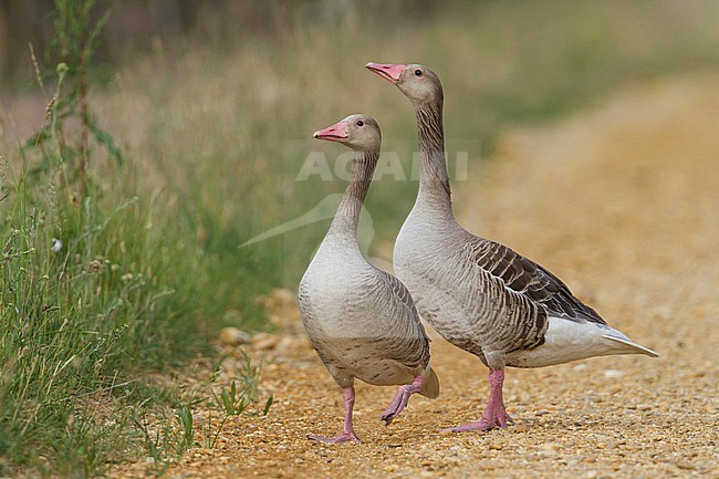 Greylag Goose - Graugans - Anser anser phenotypic ssp. rubirostris, Austria, adult stock-image by Agami/Ralph Martin,